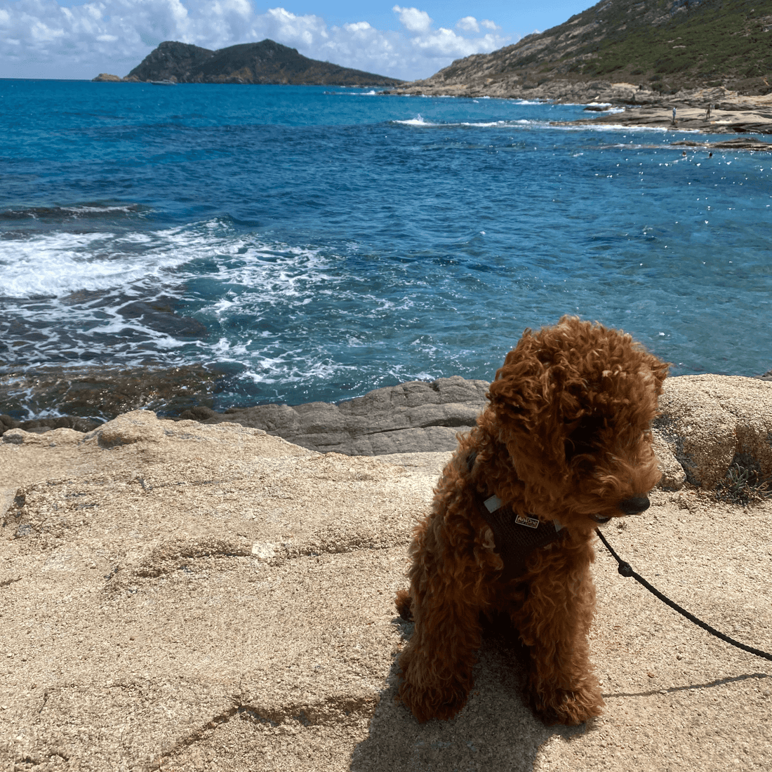Gemeinsam reisen mit Hund